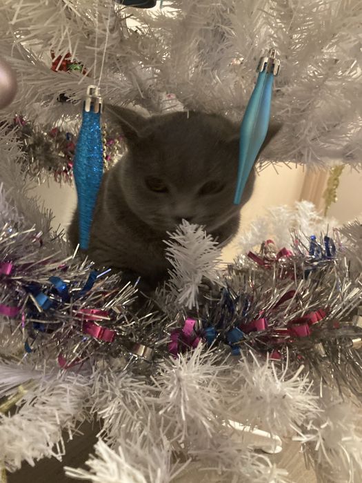 Сладка пухкава британка