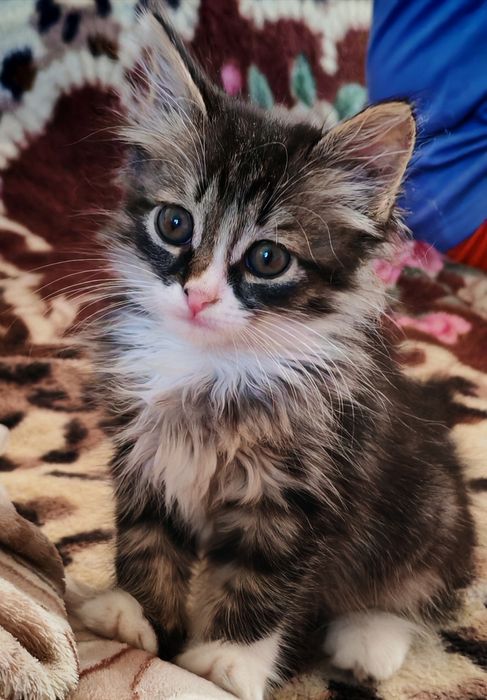 Котенок кошечка 3 мес