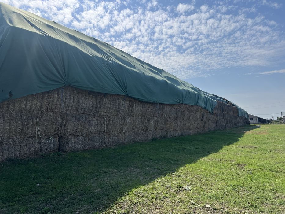 Baloti paie dreptunghiulari mari 400 kg-500kg bucata