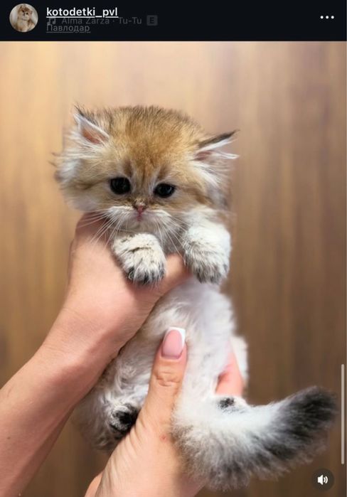Золотые шиншиллята котята