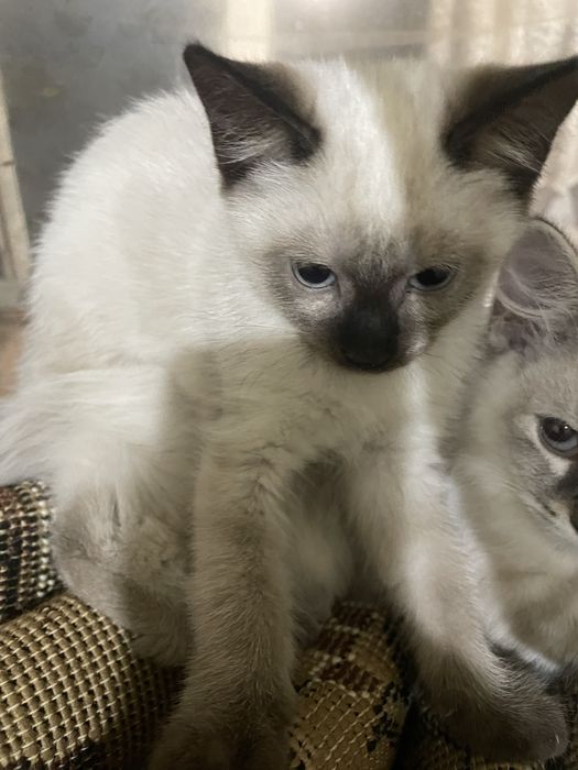 Продается котенок девочка