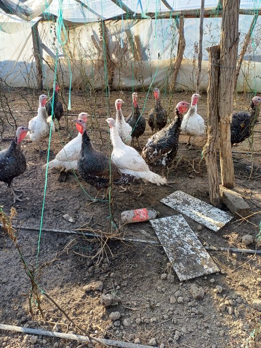 Vând curcani de carne