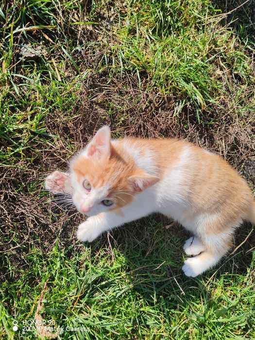 Pisoi pentru adopție!