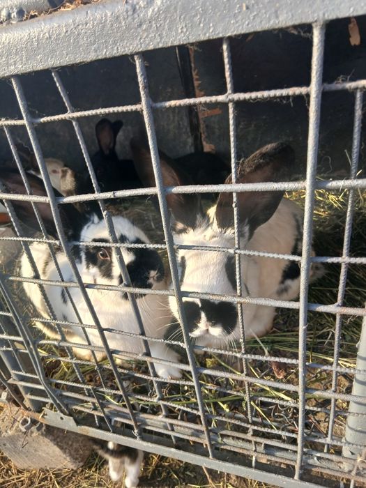 Iepuroaice de vanzare