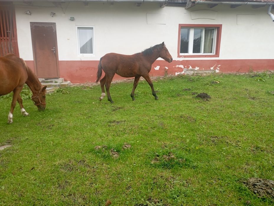 Manza de sase luni