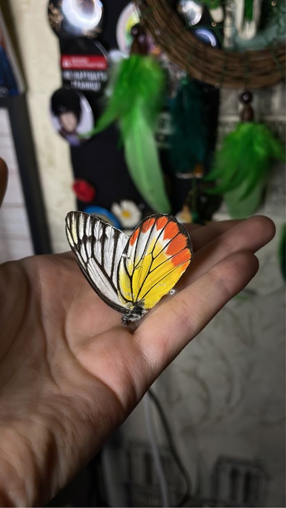 Бабочки тропическе