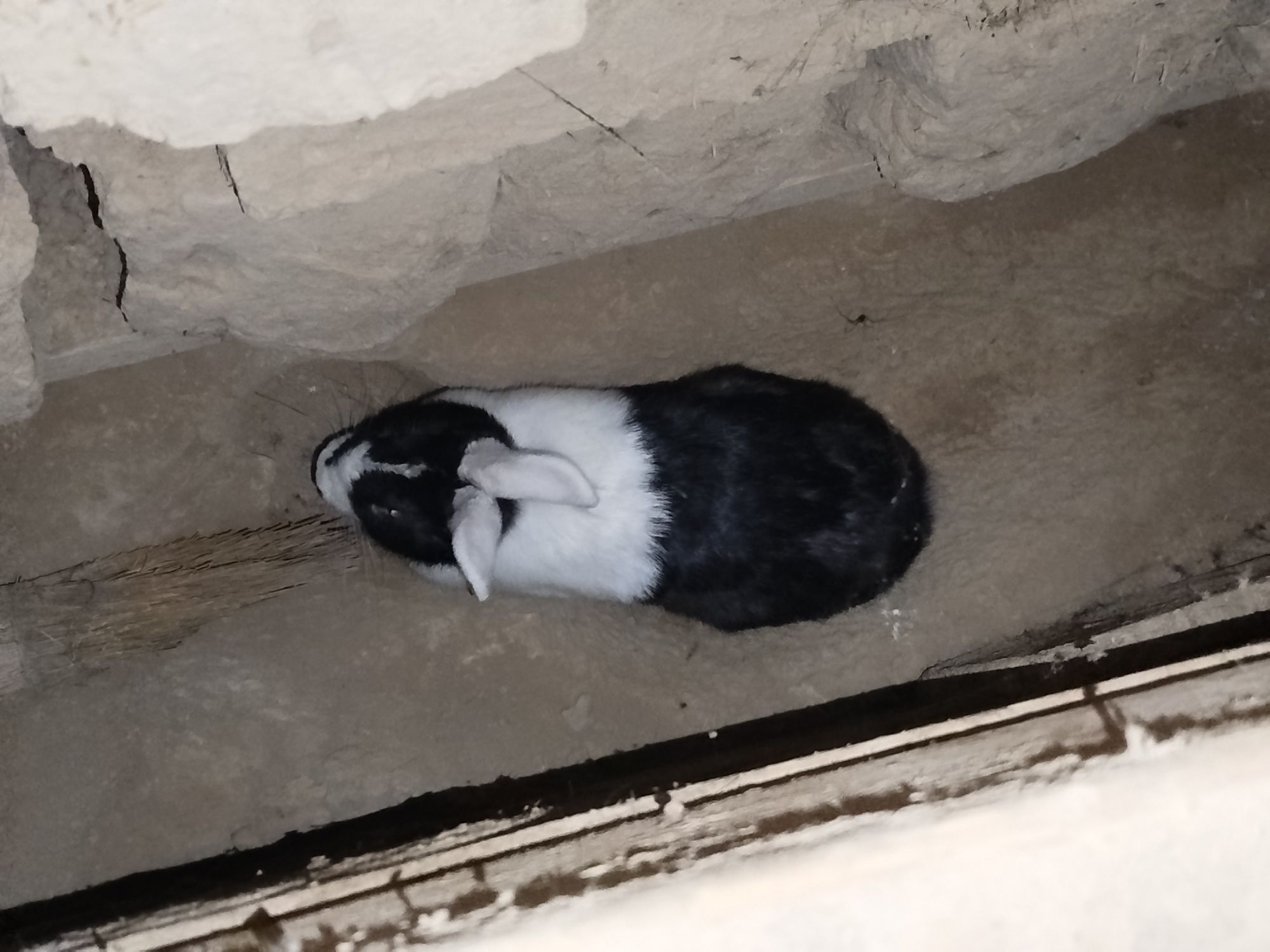 Assalomalekum parodali quyon sotladi 1 dona qiz bola