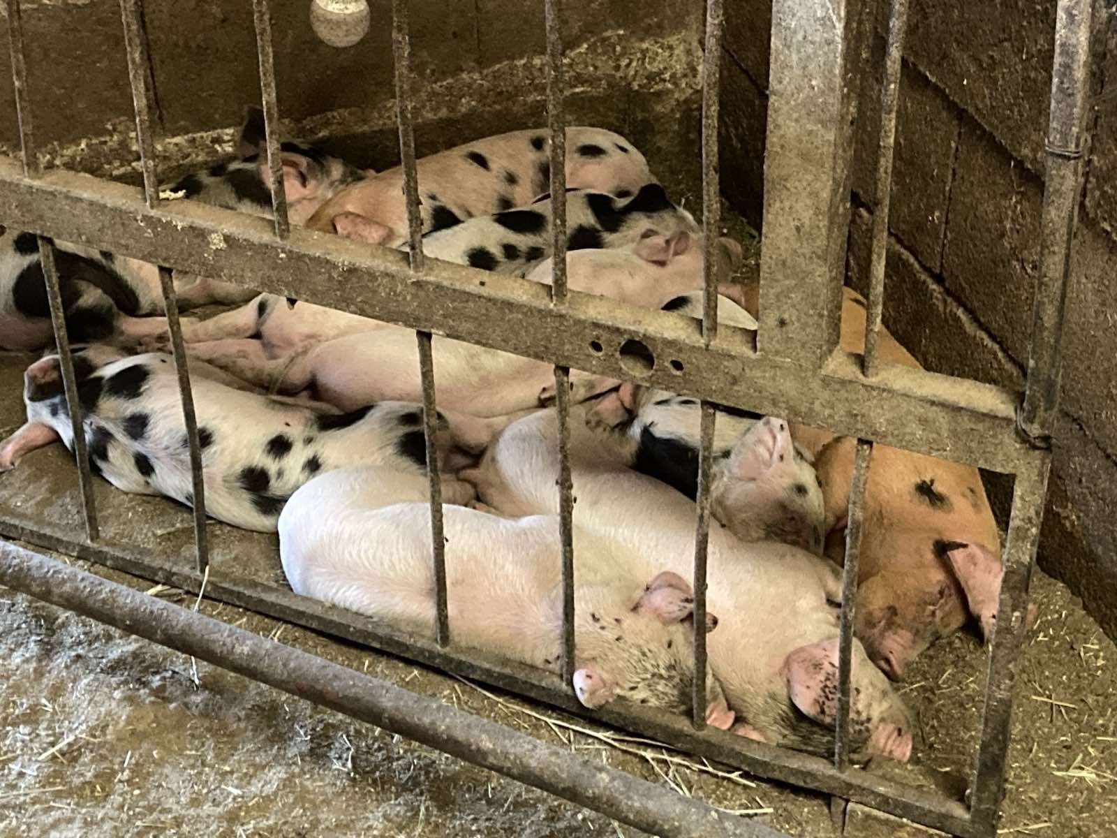 Продавам малки прасета