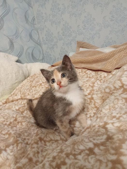 Отдам котенка бесплатно
