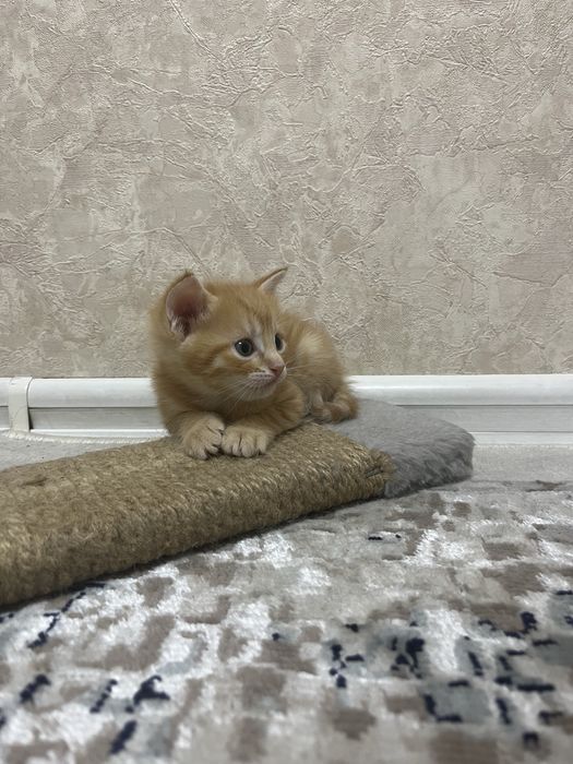 Отдам котят в добрые руки !