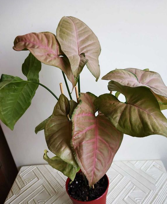 Продаю сингониум Пинк Флексед ( редкий красивый сорт ) тайский