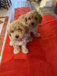 Maltipoo 2 luni.