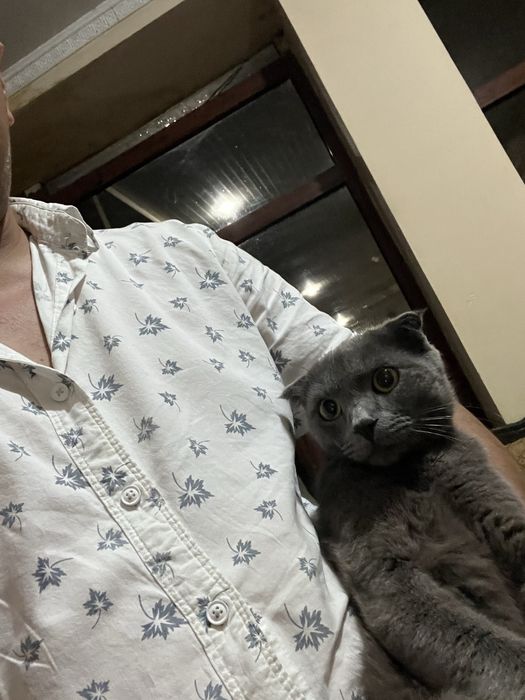 Britanski fold ugilbola sotiladi