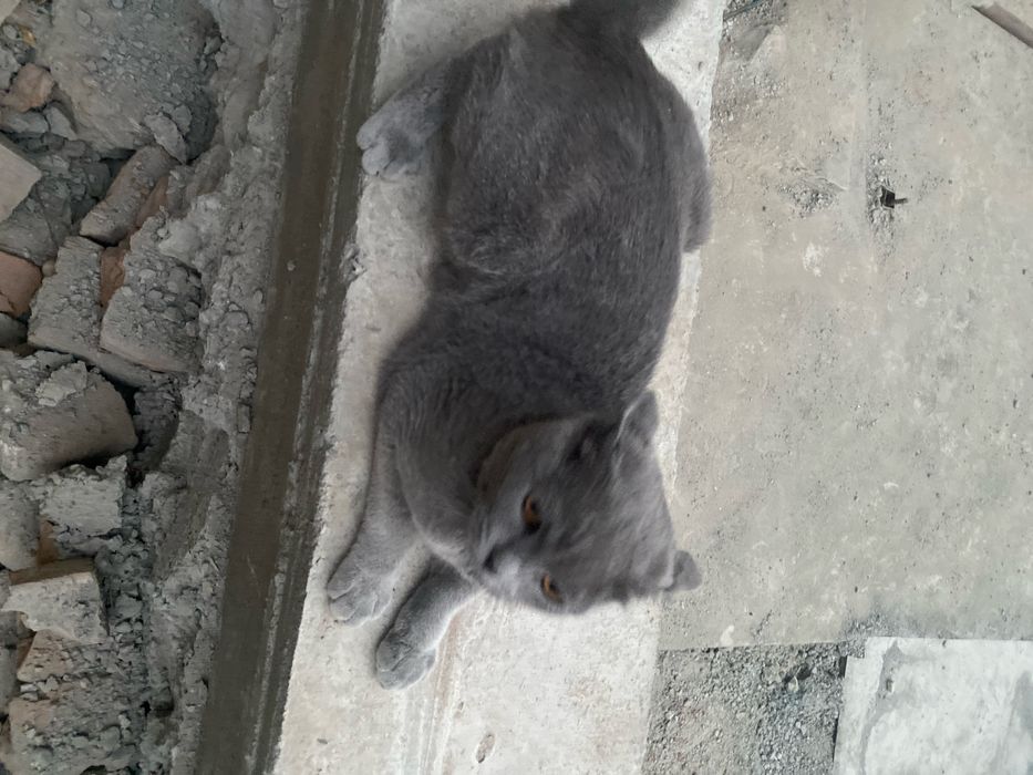 Uy mushugi oynashni yaxshi korad