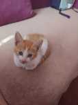 котка малка 2мес