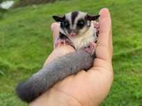 Sugarglider - veveriță zburătoare