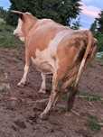 Vând vaca de abator