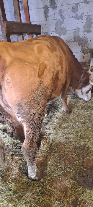 Vind vacă 5ani gestantă