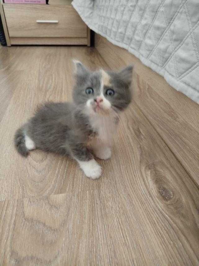 Подарям мъжко   котенце.