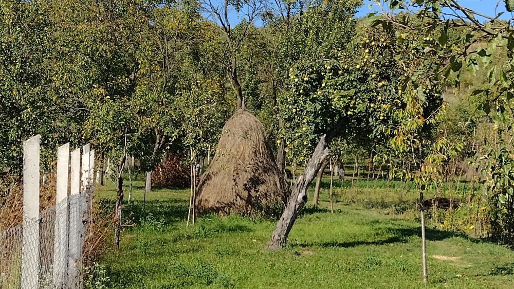 Vând fân de grădină