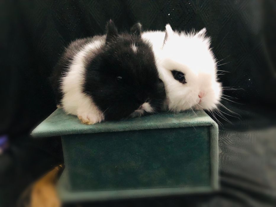 Karlik quyonchalar juda shirin va yoqimtoy