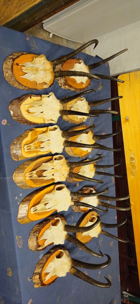 Vand 17 coarne carpatin+70 trofee diverse, 9 coarne lopatar. 8 poze