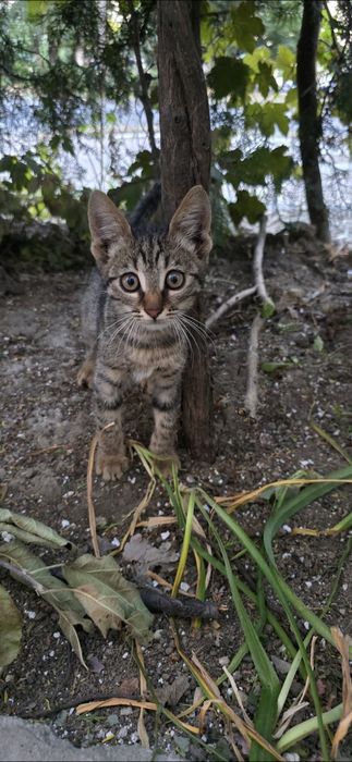 Motanelul Kiko, vaccinat