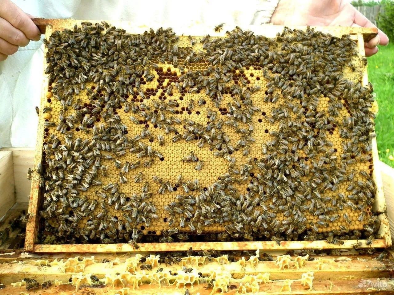 Пчелопакеты и пчелосемьи