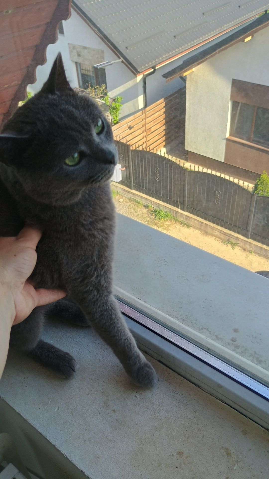 Femela British shorthair chinchilla