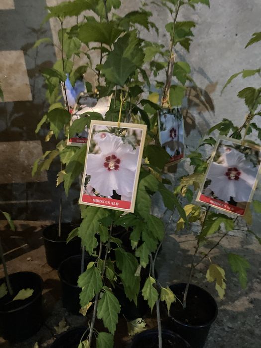 Vand pomi fructiferi ambalati