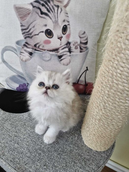 Motanel persan cu pedigree