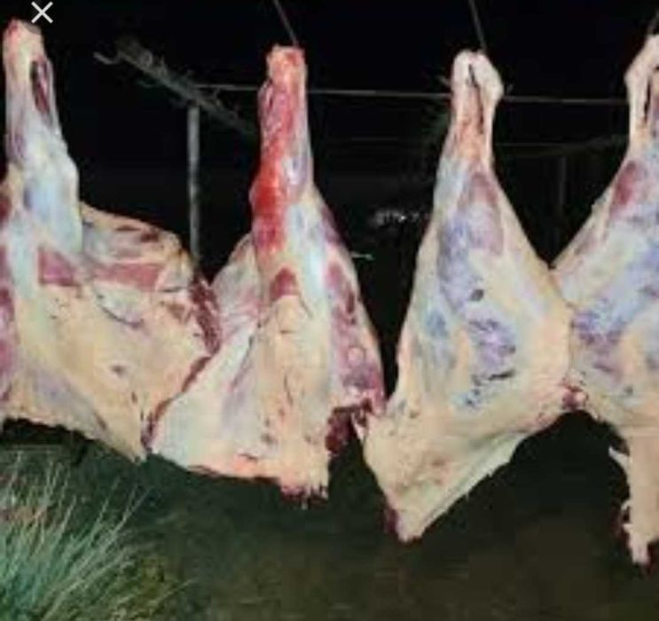 Продам мясо говядины