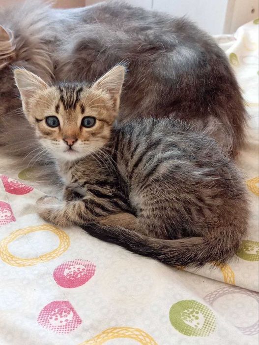 бесплатно отдам котёнка