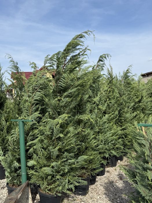 Vand leylandii/leylandii gold calitate extra diferite dimensiuni