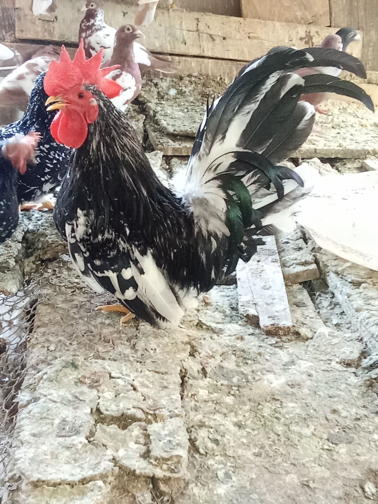 Vând găini și cocosi chabo