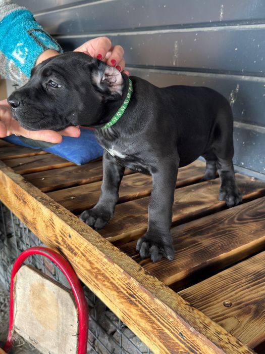 Продам щенка кане корса 3 месяца