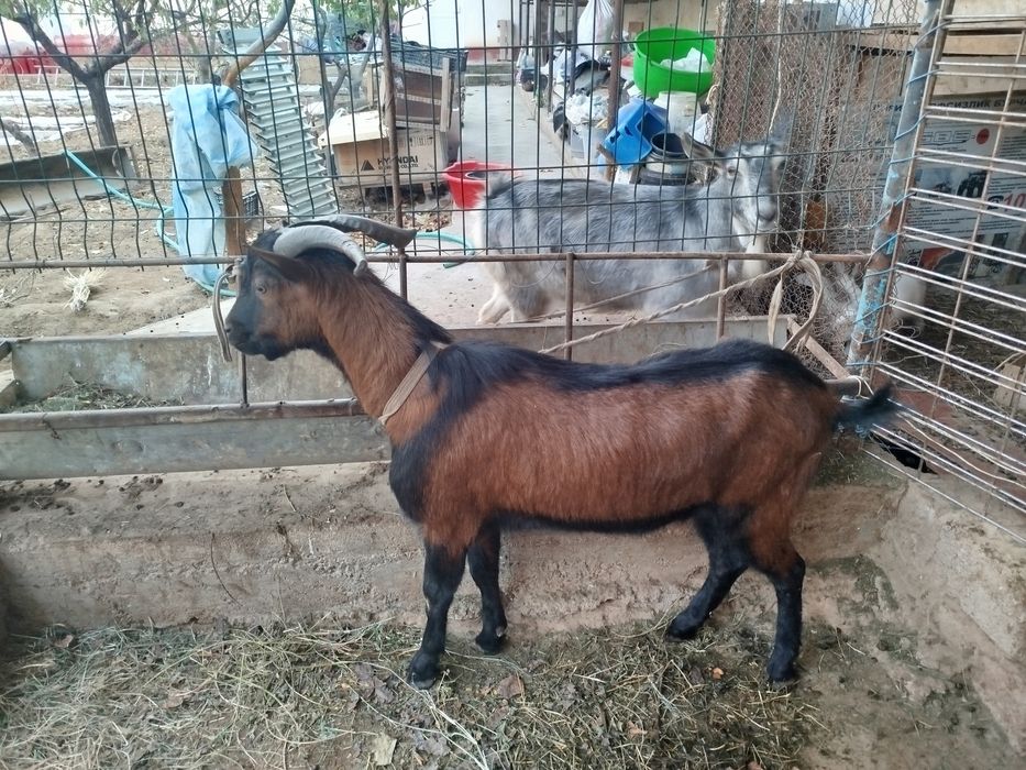 Продается козел порода АЛЬПИН