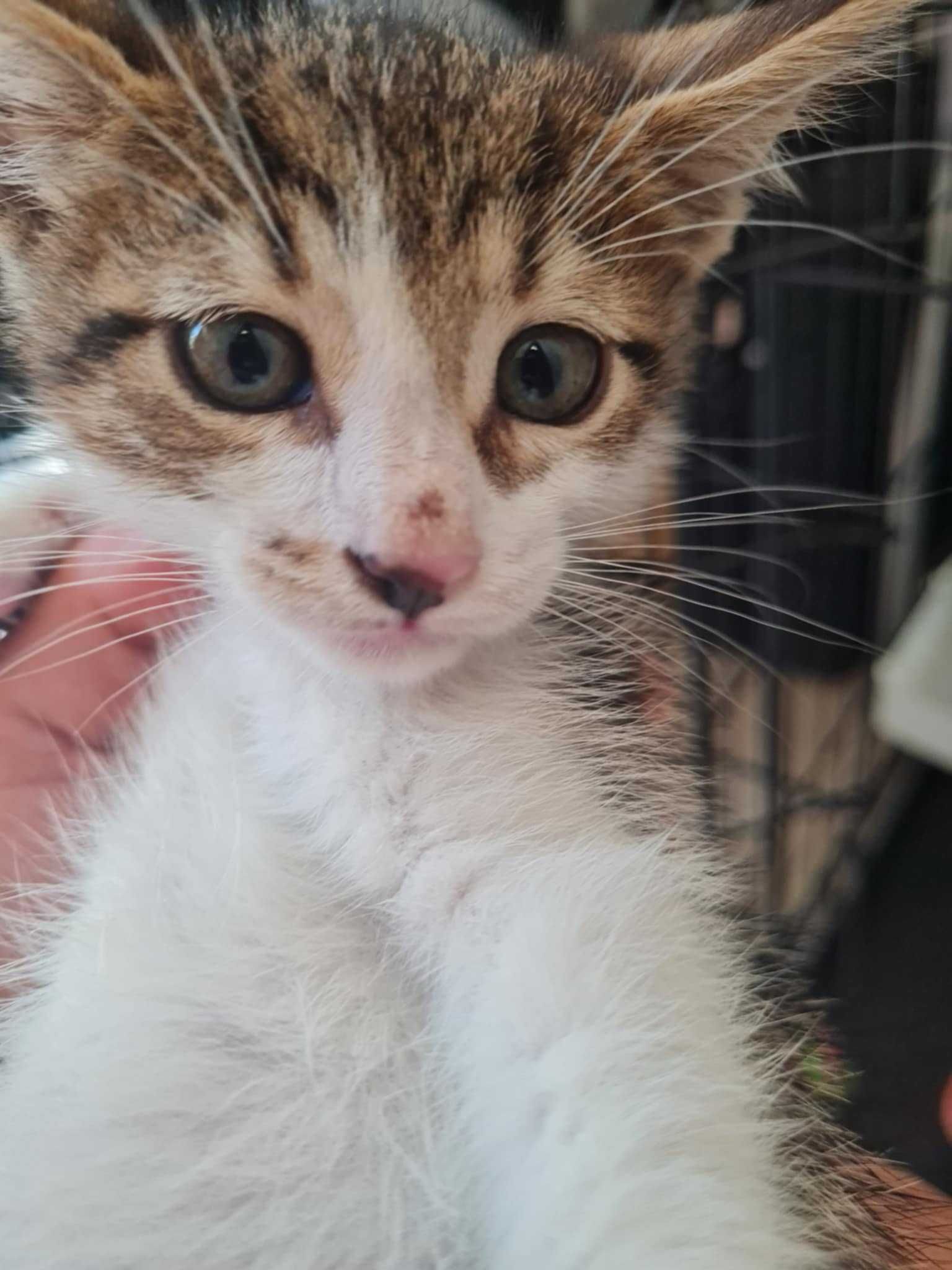 Мъжко коте си търси дом