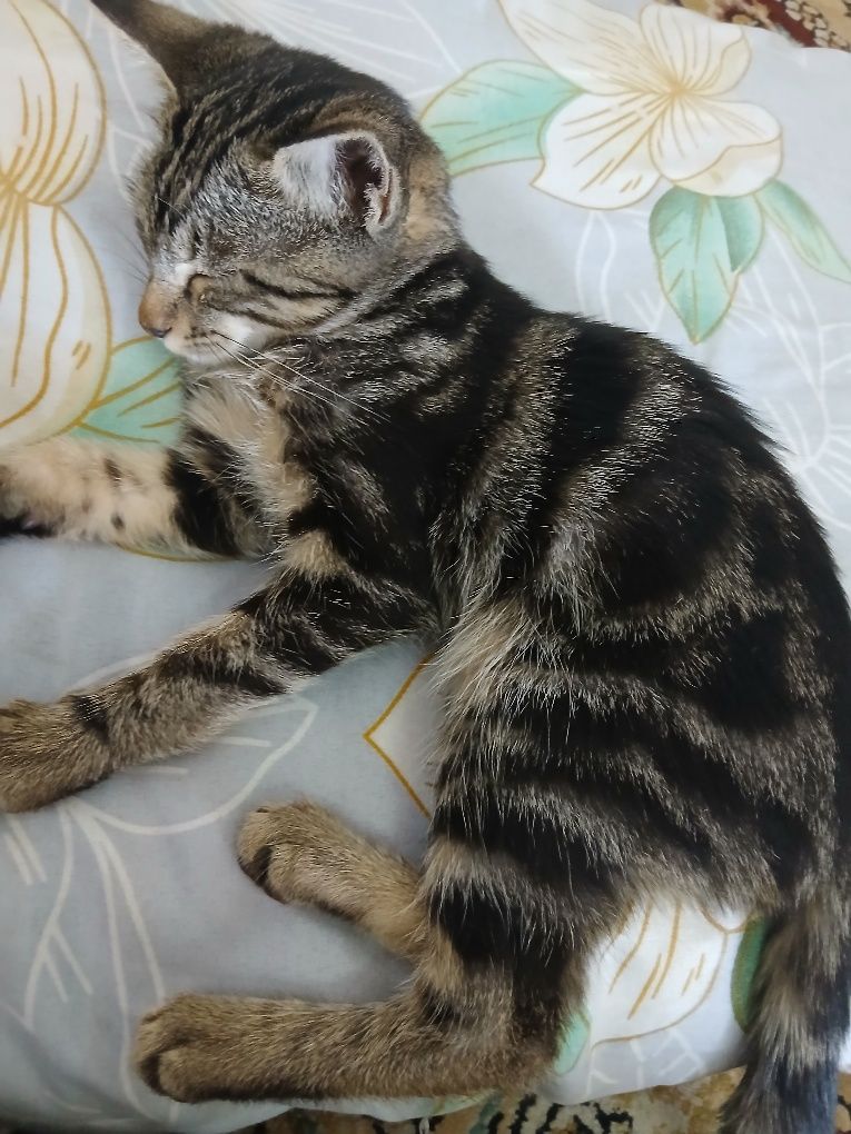Bengal mushuk toza qonli
