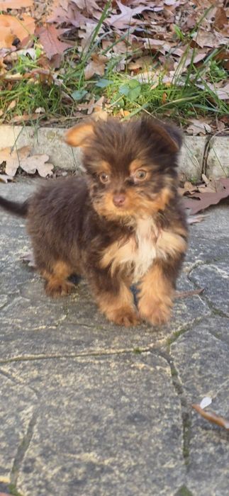 Йорки супер мини биро шоко бивър ,три момиченца!