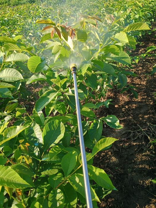 Promo Puiet Nuc Selecționat En Gross/En-Detail,la 100 puiet, 5 gratis