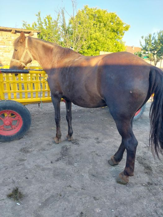 Iapa vândută  doar căruță este valabilă