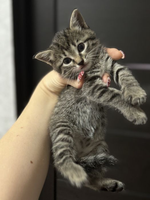 Котенок девочка