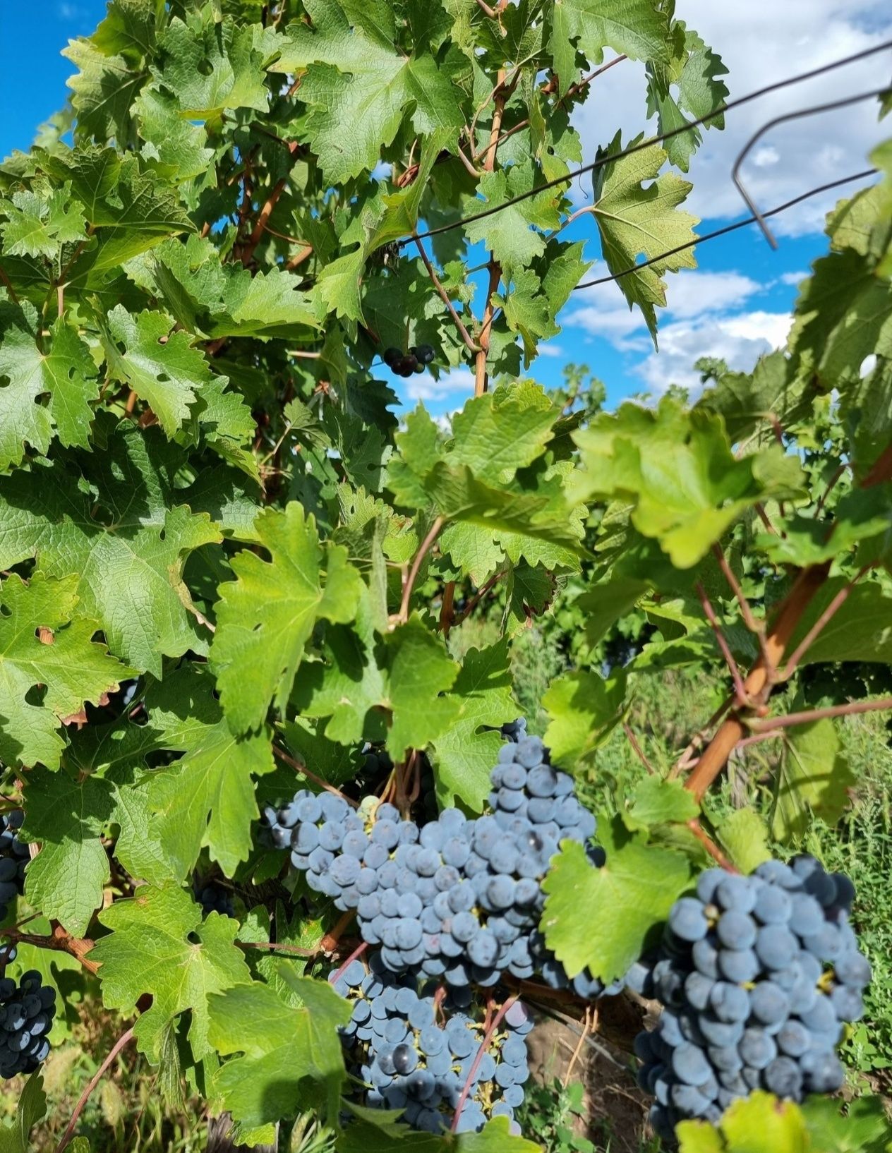 Struguri pentru vin - Cabernet Sauvignon