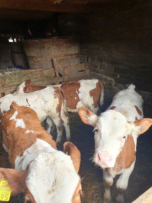 Taurasi sugari baltata romaneasca