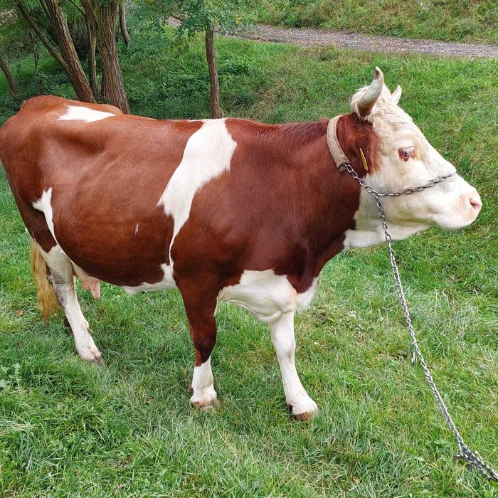 Vaca baltata romaneasca