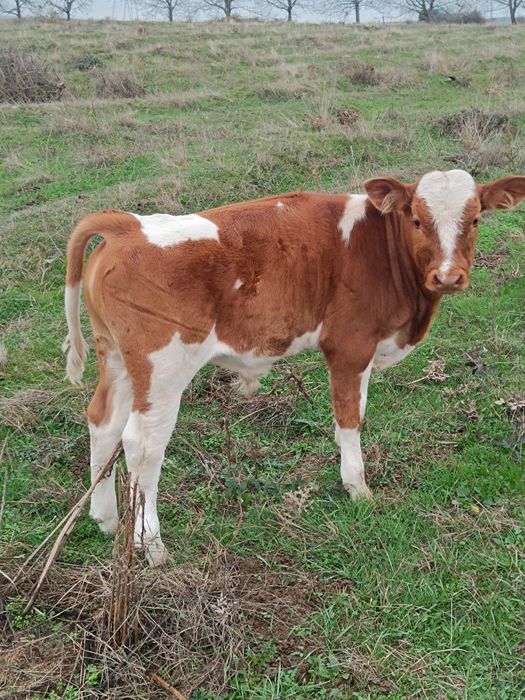 Vitei de vanzare balțata romaneasca (20lei/kg)