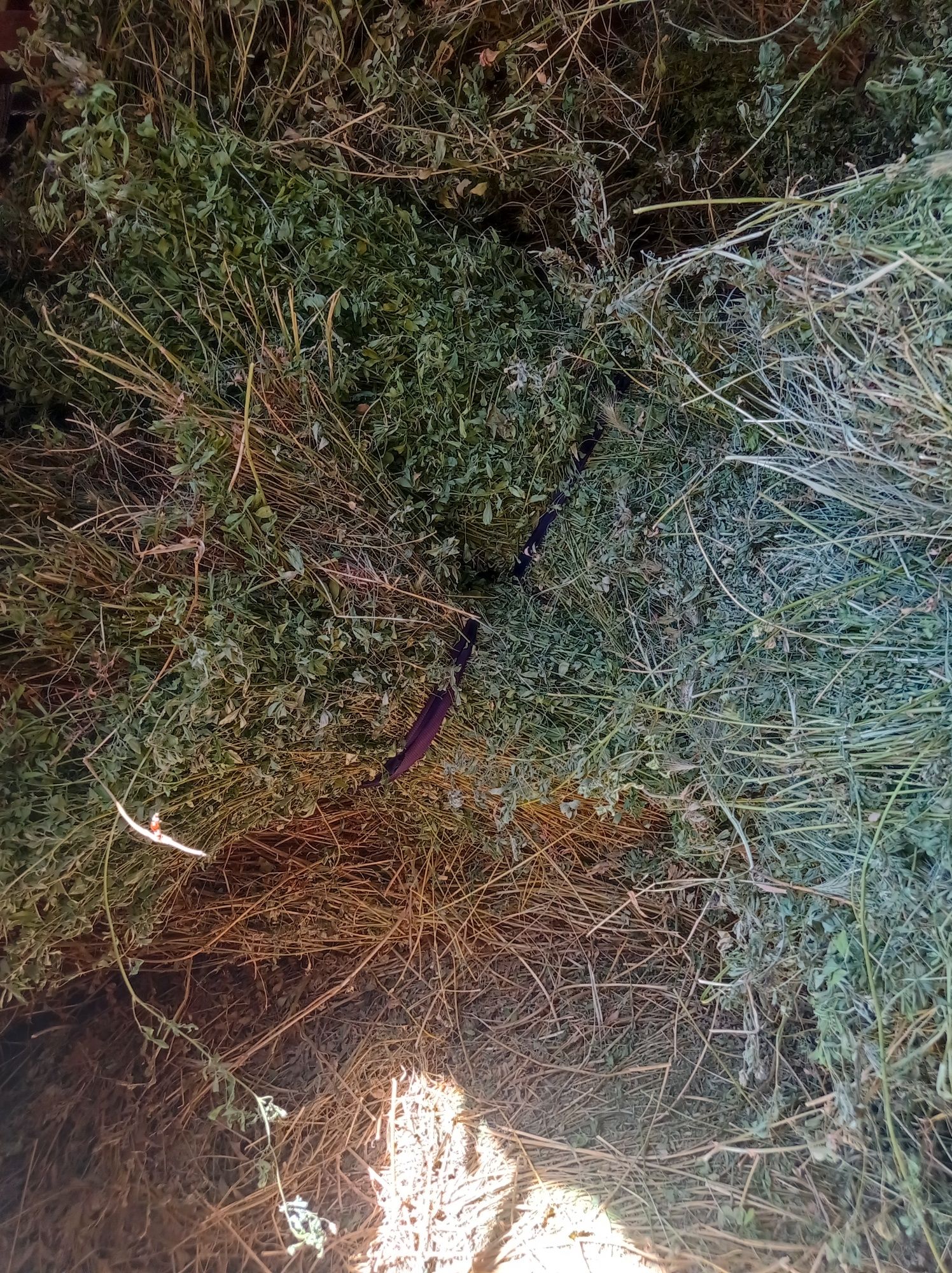 Beda guli bilan bogʻlangan