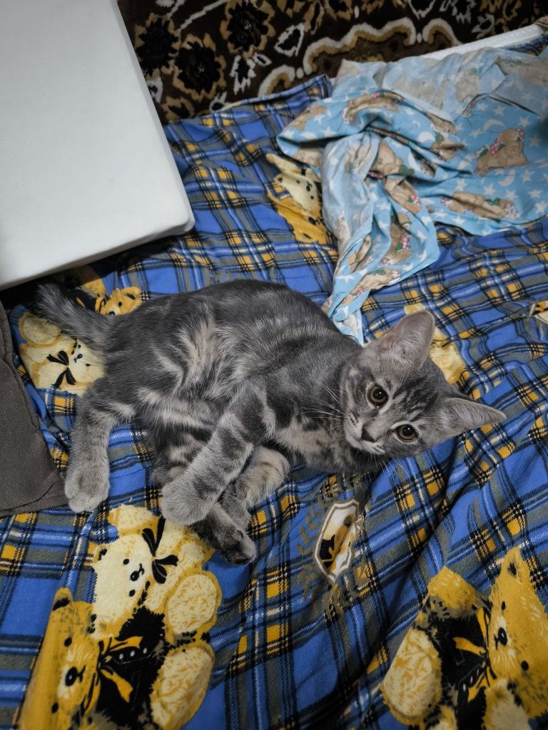 Скотиш страйт котенок два месяца