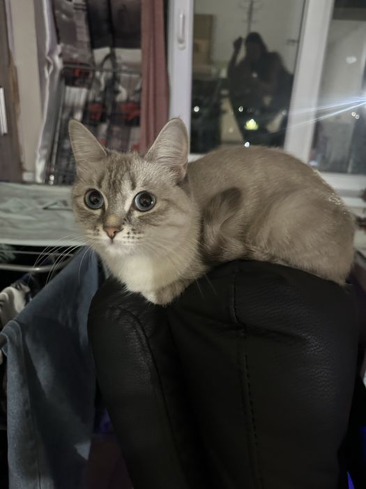 Кошка.